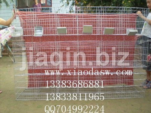 兔籠采購(gòu)與商機(jī) 從獺兔籠到仔母籠的全方位解析