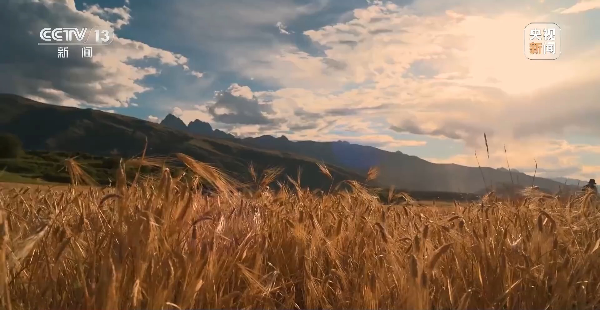 新聞周刊 | 青稞熟，畫卷展 見證豐收喜悅，賦能飼料生產(chǎn)新篇